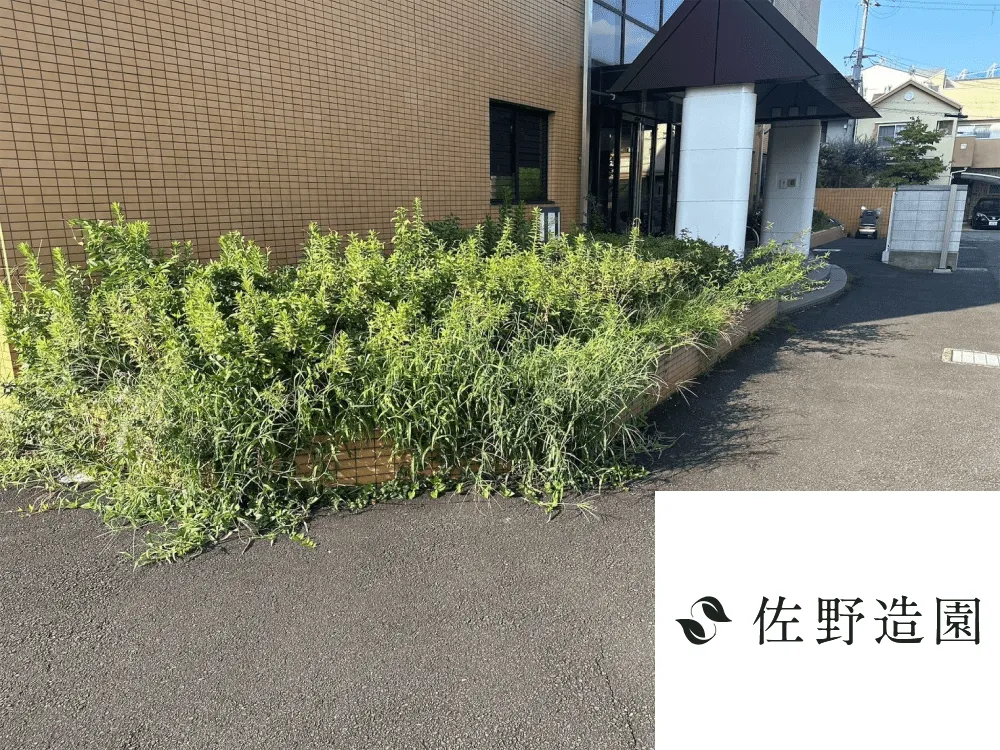 【宇治市】除草および低木生垣剪定