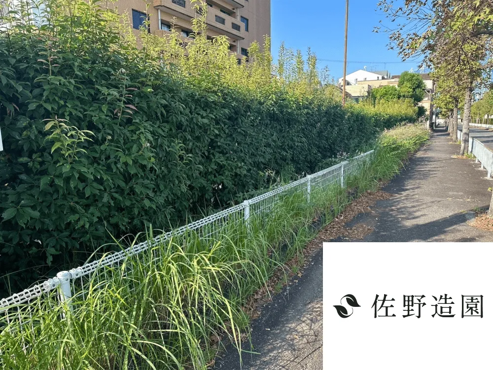 【宇治市】除草および低木生垣剪定