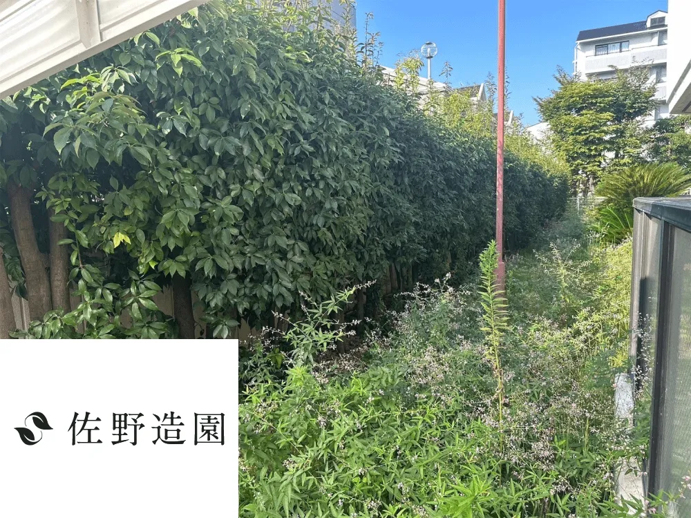 【宇治市】除草および低木生垣剪定