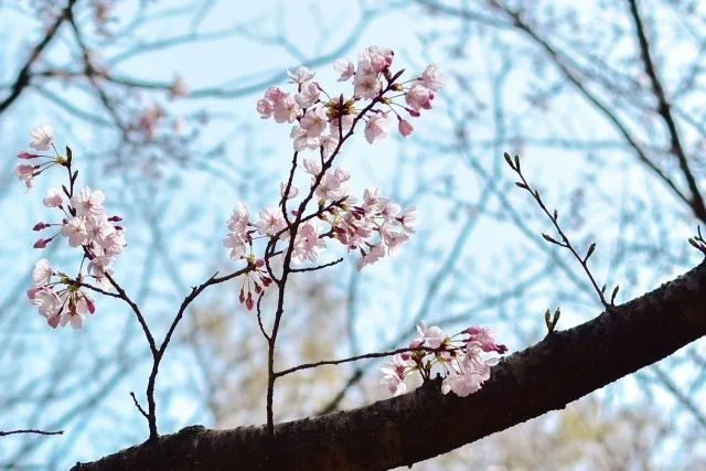 桜の剪定は3月に行っても大丈夫？適切な時期や注意点についても解説