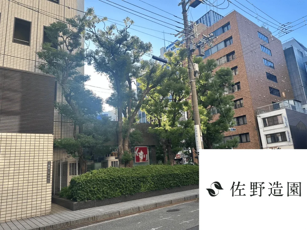 【大阪市】高木剪定