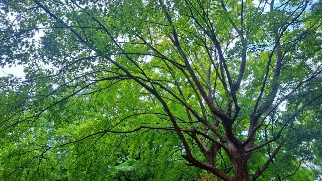 梅雨前の時期は剪定向き？注意点についても解説