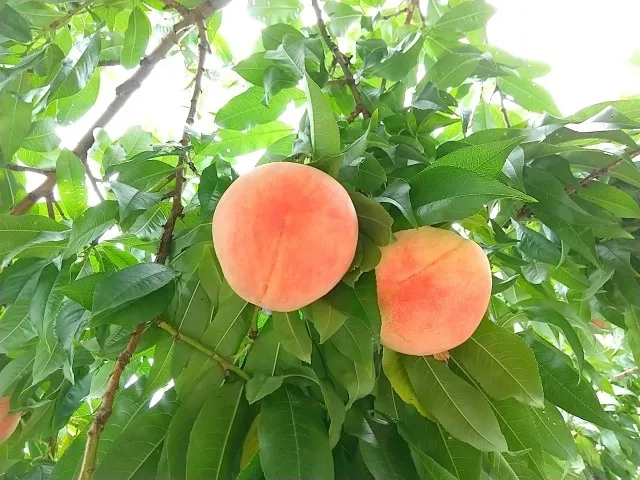 桃の剪定時期とは？害虫にも注意！