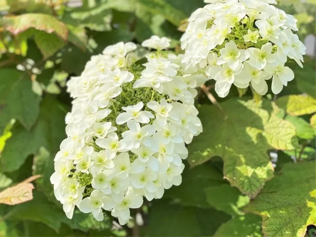 カシワバアジサイの剪定時期は花後？綺麗な花を楽しむために知っておきたいポイントについて