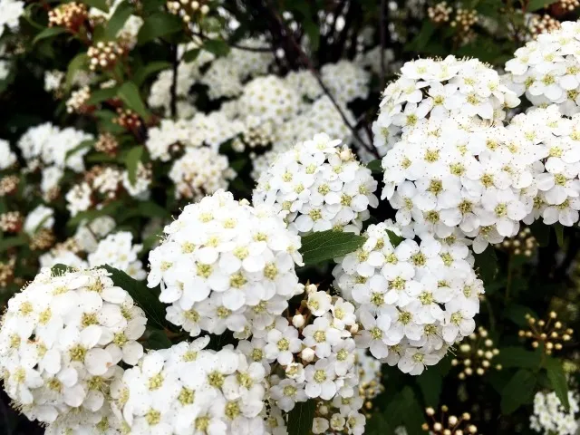 初心者にもおすすめの花木コデマリの剪定時期とは？そのポイントについても解説