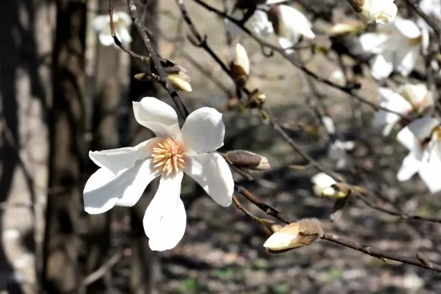 コブシの剪定時期は花後？冬でもOK？気になるポイントについても解説