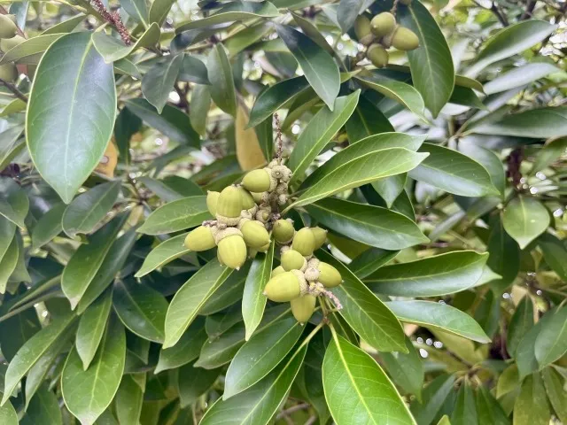 【マテバシイの剪定】萌芽力旺盛だから重要！ 失敗しない剪定時期を解説